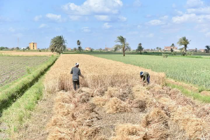 fb_img_17442816914038992598573275366932 استلام نحو 360 طنًا من القمح المحلي لموسم 2025 بمحافظة الفيوم حتى الآن