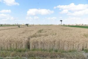 fb_img_1744281693391909004032790217838-300x200 استلام نحو 360 طنًا من القمح المحلي لموسم 2025 بمحافظة الفيوم حتى الآن