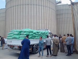 fb_img_17442816977611714125148280347090-300x225 استلام نحو 360 طنًا من القمح المحلي لموسم 2025 بمحافظة الفيوم حتى الآن