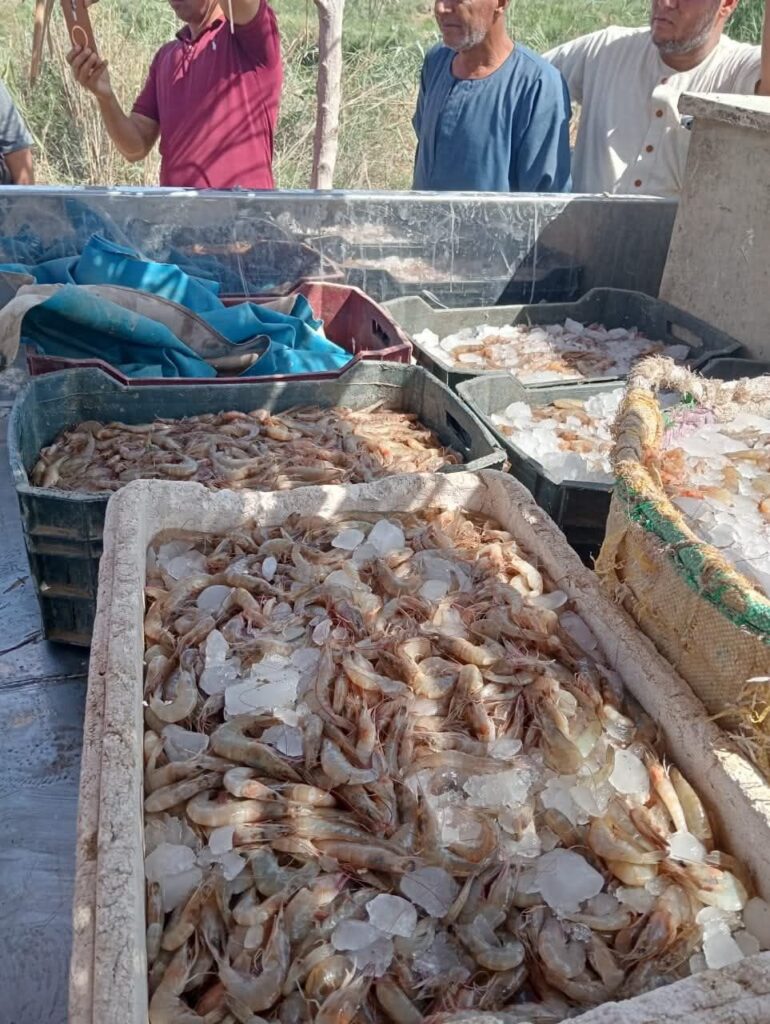 fb_img_17600067127261681873007293129546-770x1024 حماية البحيرات" يعلن انطلاق موسم الصيد ببحيرة قارون لعام 2025..