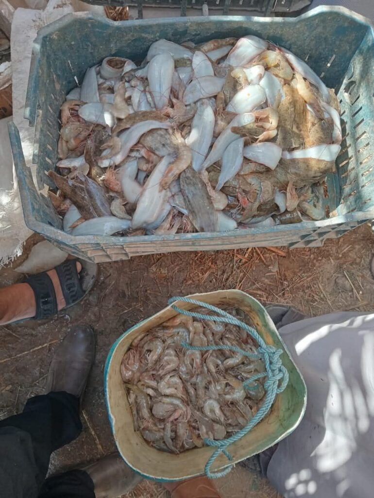 fb_img_17600067153722632183778184992715-770x1024 حماية البحيرات" يعلن انطلاق موسم الصيد ببحيرة قارون لعام 2025..