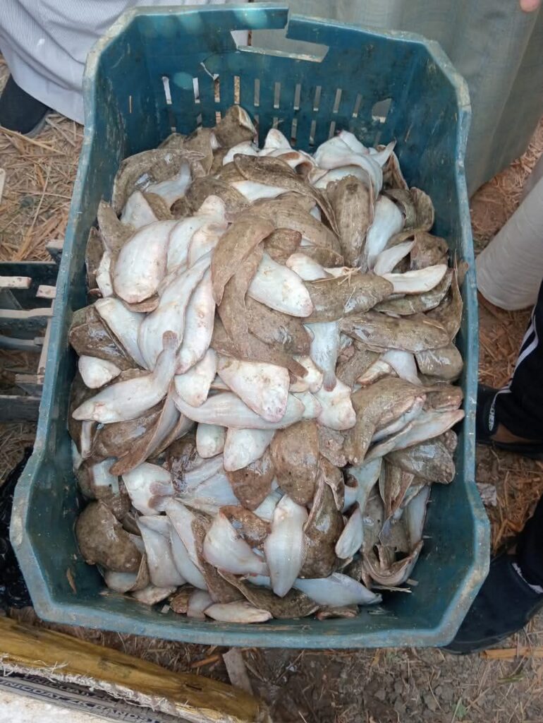 fb_img_17600067177977289382069584890507-770x1024 حماية البحيرات" يعلن انطلاق موسم الصيد ببحيرة قارون لعام 2025..