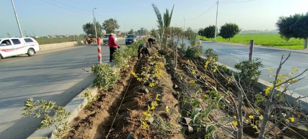 fb_img_1770551703633419095400991017579-1024x462 محافظ كفرالشيخ يتابع أعمال التشجير والتجميل بمحور «30 يونيو» ضمن مبادرة «كفرالشيخ للأخضر» في إطار خطة متكاملة لتطوير مداخل المحافظة