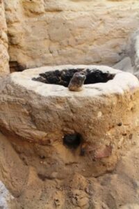 fb_img_17743567174345145201773625375092-200x300 الكشف عن بقايا دير أثري بوادي النطرون يؤرخ لبدايات الرهبنة في مصر والعالم