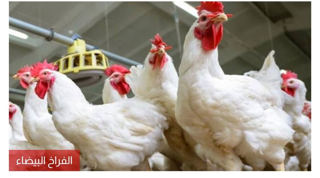 أسعار الدواجن في مصر صباح اليوم الثلاثاء 10 مارس 2026