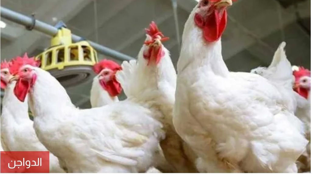 أسعار الدواجن في الأسواق المصرية صباح اليوم الأربعاء 18 مارس 2026