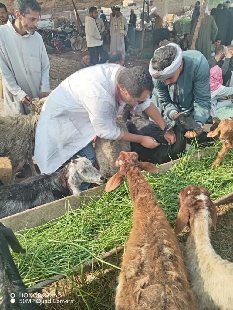 img-20260417-wa00141437093119899012336-768x1024 محافظ الجيزة: تحصين أكثر من 176 ألف رأس ماشية ضمن الحملة القومية للتحصين ضد مرضي الجلد العقدي وجدري الضأن خلال 3 أسابيع