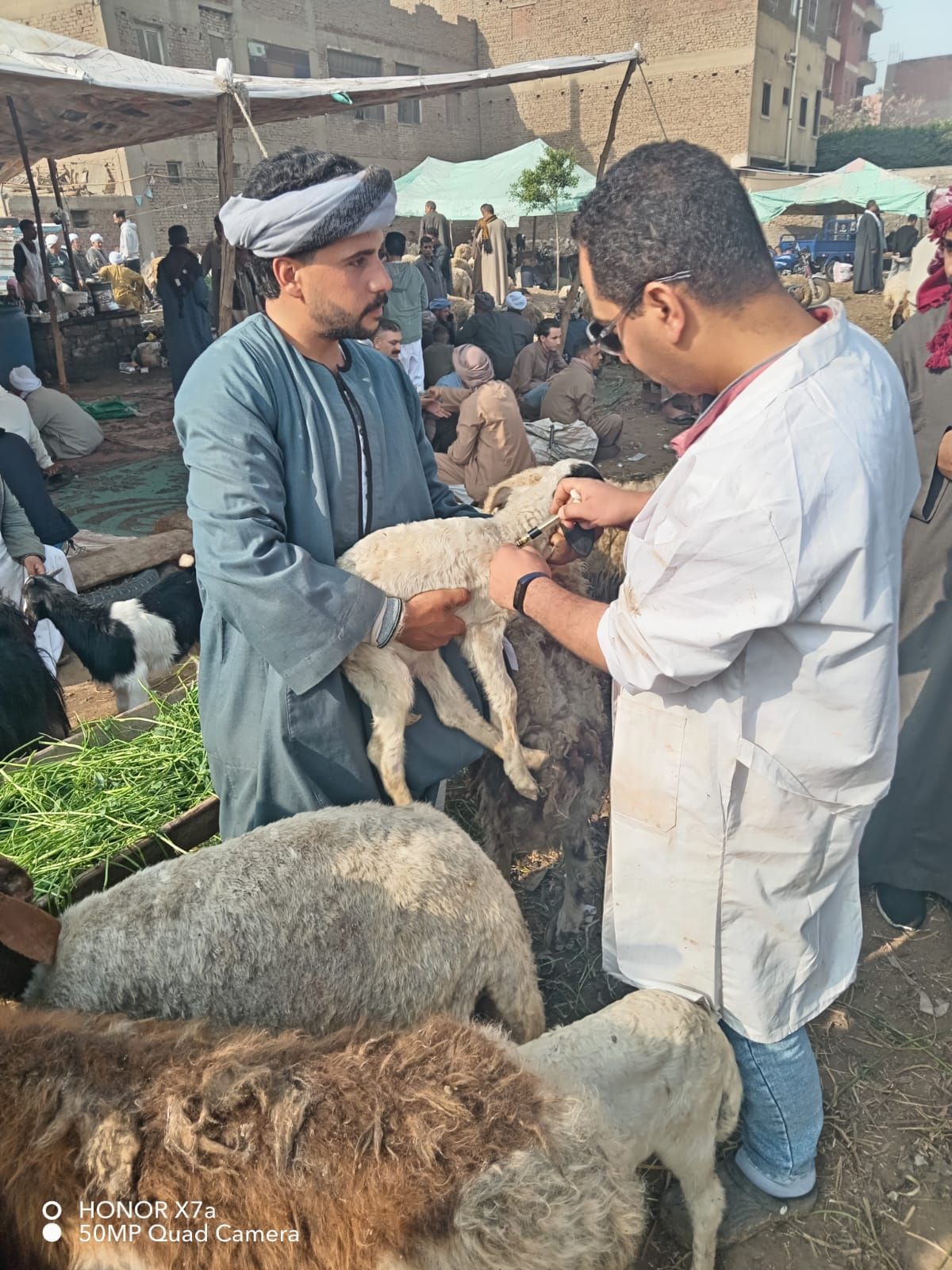 محافظ الجيزة: تحصين أكثر من 176 ألف رأس ماشية ضمن الحملة القومية للتحصين ضد مرضي الجلد العقدي وجدري الضأن خلال 3 أسابيع