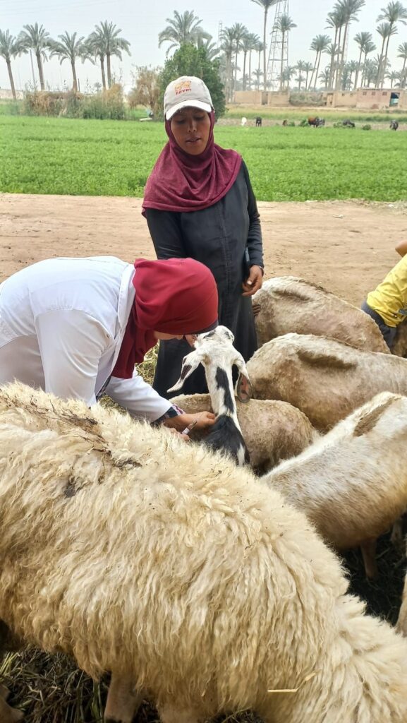 img-20260417-wa00165809237292442421166-577x1024 محافظ الجيزة: تحصين أكثر من 176 ألف رأس ماشية ضمن الحملة القومية للتحصين ضد مرضي الجلد العقدي وجدري الضأن خلال 3 أسابيع