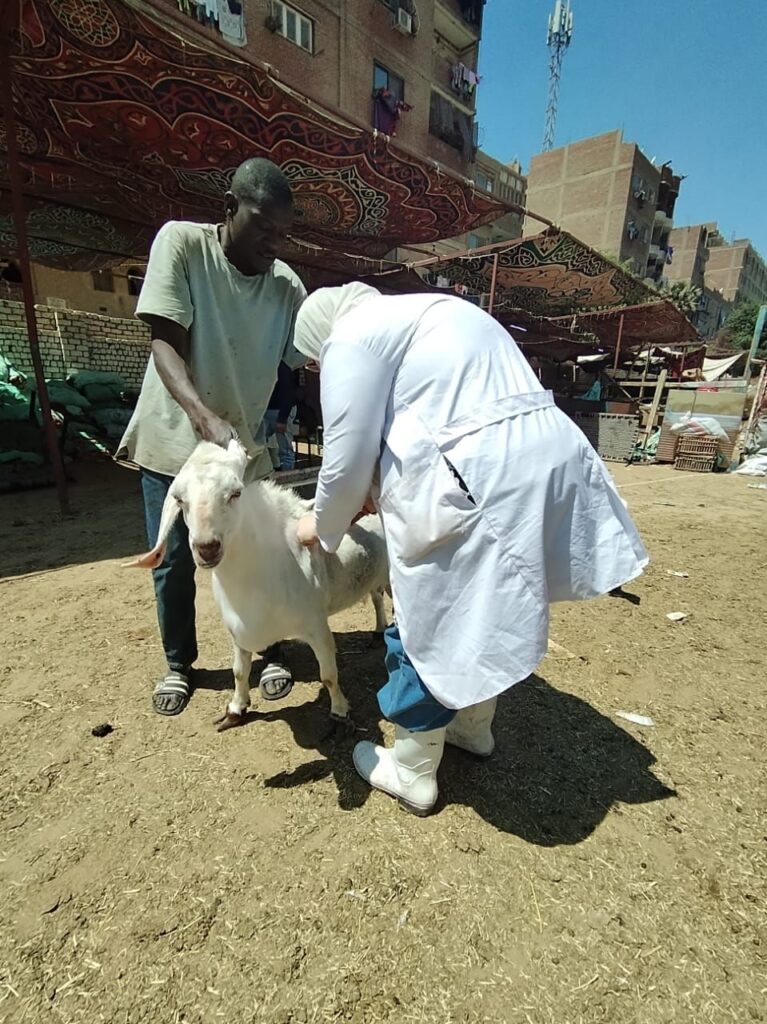 img-20260417-wa00171313012281055697702-767x1024 محافظ الجيزة: تحصين أكثر من 176 ألف رأس ماشية ضمن الحملة القومية للتحصين ضد مرضي الجلد العقدي وجدري الضأن خلال 3 أسابيع