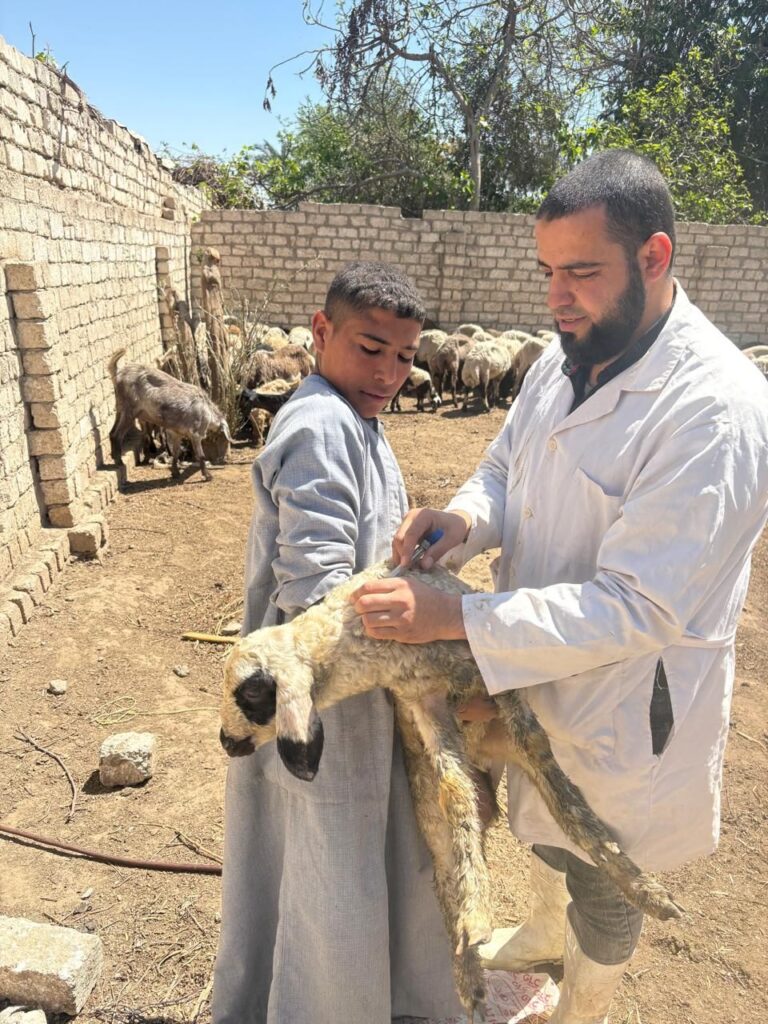 img-20260417-wa00199199754479518969908-768x1024 محافظ الجيزة: تحصين أكثر من 176 ألف رأس ماشية ضمن الحملة القومية للتحصين ضد مرضي الجلد العقدي وجدري الضأن خلال 3 أسابيع