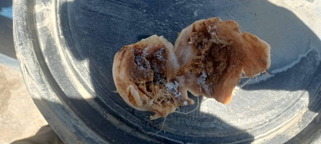 img-20260427-wa0088633584906727722411-1024x461 تموين السويس يقوم بحملة لضبط أطعمة فاسدة داخل الأسواق