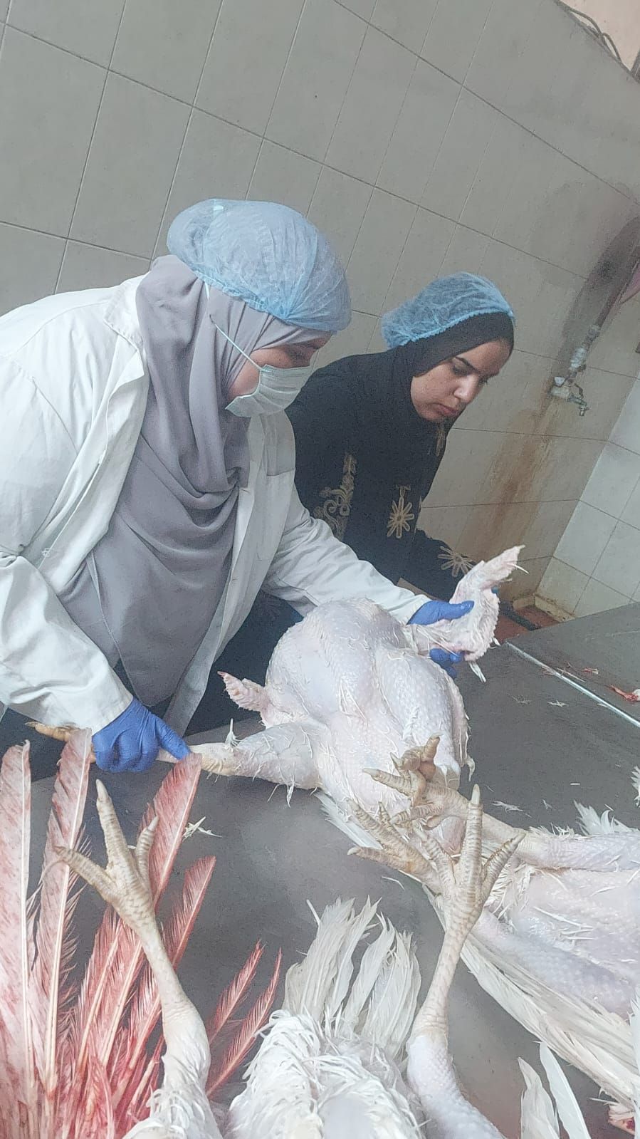 المحافظ: ذبح أكثر من 2 مليون طائر بالمجازر خلال أسبوع