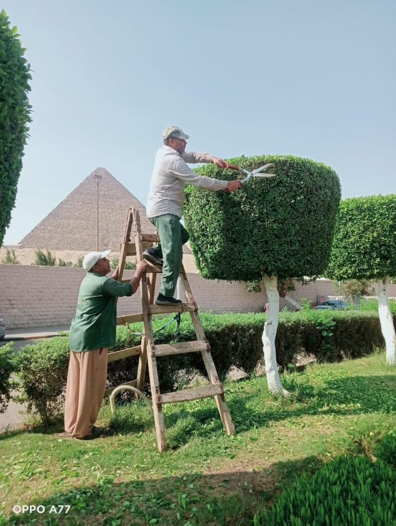 img-20260831-wa00367622560394827766047-771x1024 لليوم الثاني.. استمرار أعمال النظافة والتجميل بمحيط المتحف المصري الكبير ومدخل الأهرامات بالجيزة