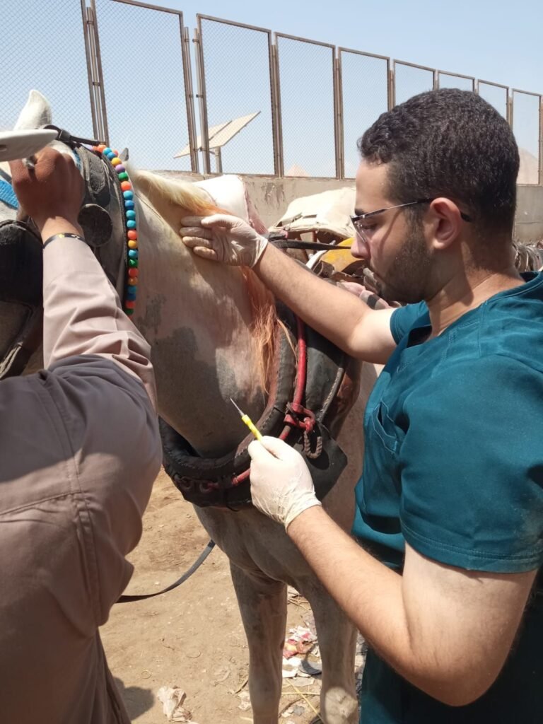 img-20260907-wa00854303920175637460350-768x1024 محافظة الجيزة: بدء أعمال تطعيم وترقيم الخيول بمنطقة الهرم استعدادًا لاستضافة بطولة Longines Global Champions Tour ٢٠٢٦