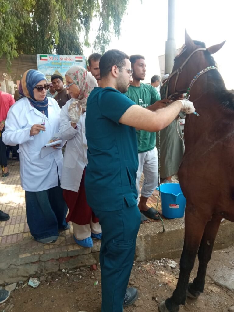 img-20260907-wa00871316795474086210562-768x1024 محافظة الجيزة: بدء أعمال تطعيم وترقيم الخيول بمنطقة الهرم استعدادًا لاستضافة بطولة Longines Global Champions Tour ٢٠٢٦