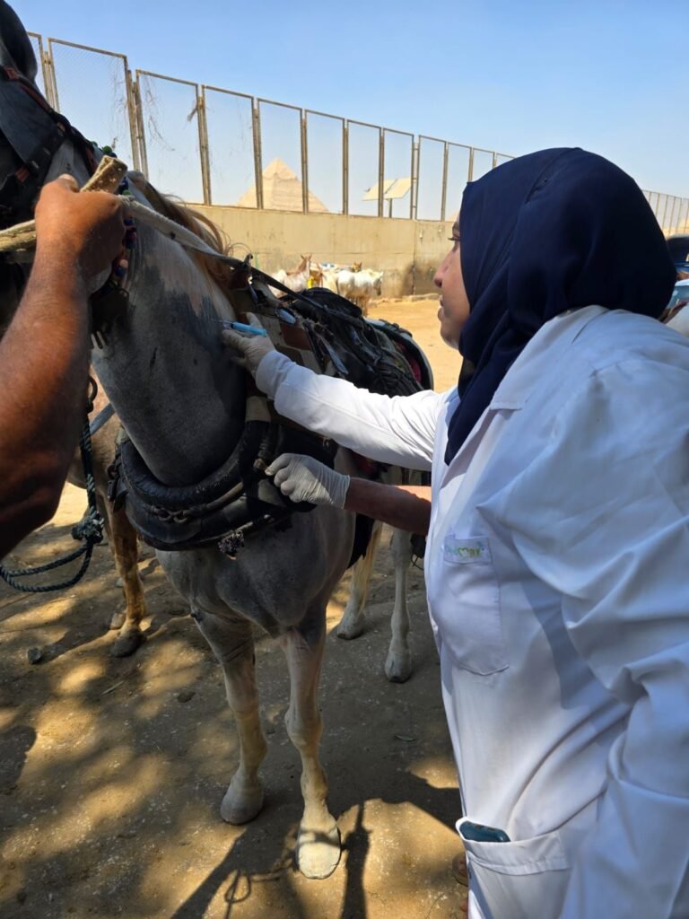 img-20260907-wa00888508706123770728630-768x1024 محافظة الجيزة: بدء أعمال تطعيم وترقيم الخيول بمنطقة الهرم استعدادًا لاستضافة بطولة Longines Global Champions Tour ٢٠٢٦