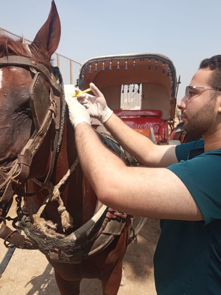 img-20260907-wa00892304566325450153549-768x1024 محافظة الجيزة: بدء أعمال تطعيم وترقيم الخيول بمنطقة الهرم استعدادًا لاستضافة بطولة Longines Global Champions Tour ٢٠٢٦