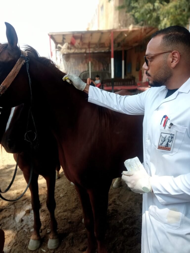 img-20260907-wa00902689975060223568268-768x1024 محافظة الجيزة: بدء أعمال تطعيم وترقيم الخيول بمنطقة الهرم استعدادًا لاستضافة بطولة Longines Global Champions Tour ٢٠٢٦