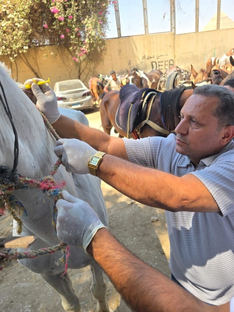 img-20260907-wa0092864857471788076896-768x1024 محافظة الجيزة: بدء أعمال تطعيم وترقيم الخيول بمنطقة الهرم استعدادًا لاستضافة بطولة Longines Global Champions Tour ٢٠٢٦