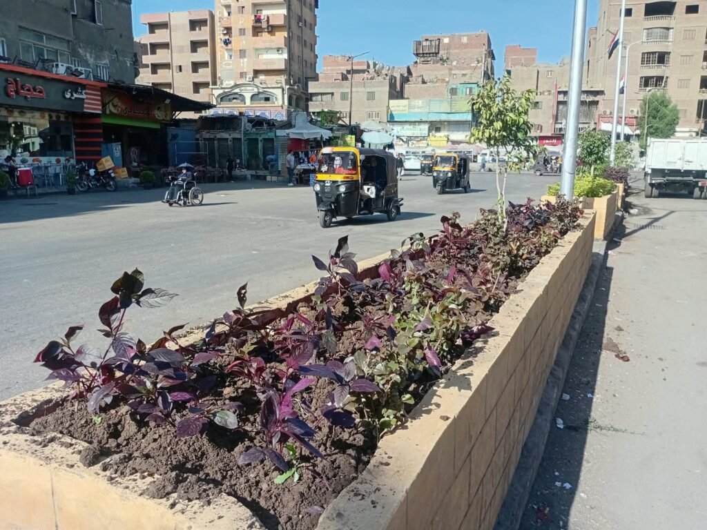 IMG-20261013-WA0091-1024x768 بناء على توجيهات الدكتور أحمد الأنصاري محافظ الجيزة للهيئة العامة للنظافة والتجميل بالجيزة بشأن التوسع في زراعة النباتات والأشجار بمبادرة اتحضر للاخضر بالجيزة