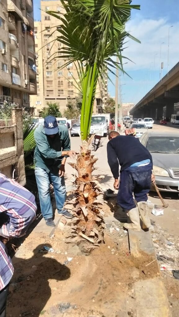 IMG-20261014-WA0042-577x1024 بناء على توجيهات الدكتور أحمد الأنصاري محافظ الجيزة للهيئة العامة للنظافة والتجميل بالجيزة بشأن التوسع في مبادرة اتحضر للاخضر وحملة ١٠٠مليون شجرة بالجيزة