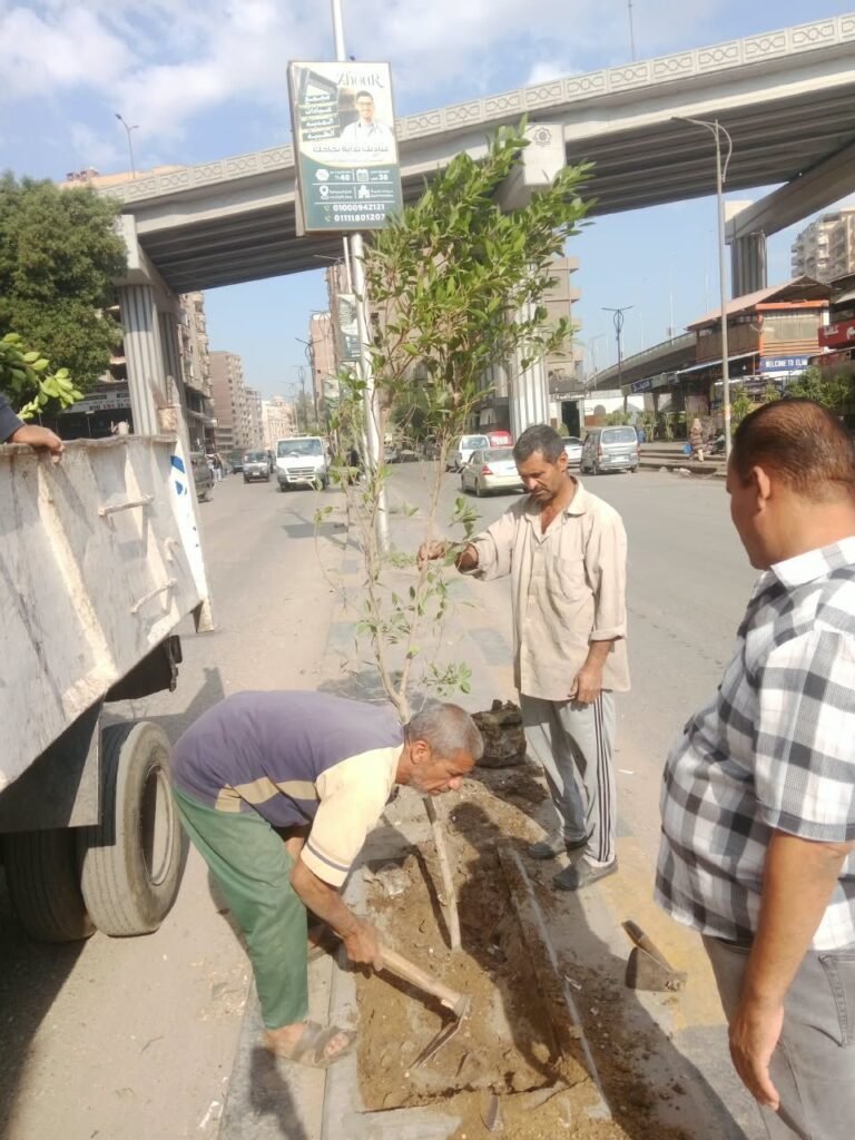 IMG-20261021-WA0034-768x1024 : زراعه أحواض شارع اللبيني حي الهرم<br>: زراعه أحواض شارع ترسا حي الطالبية
