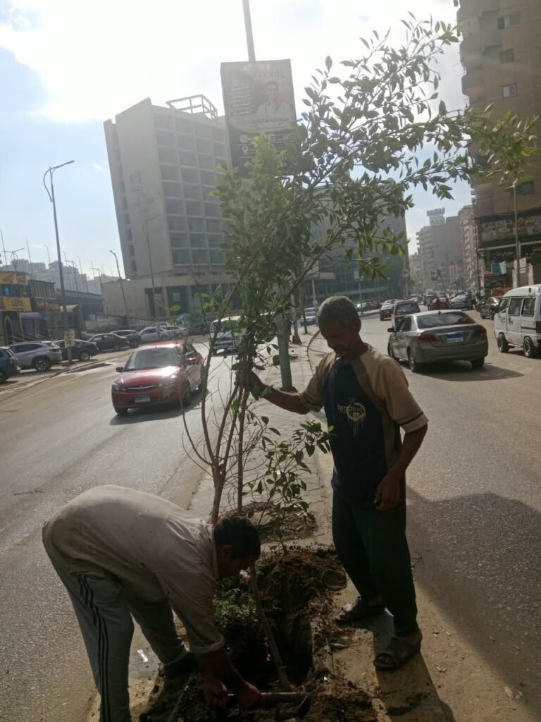 IMG-20261021-WA0036-768x1024 : زراعه أحواض شارع اللبيني حي الهرم<br>: زراعه أحواض شارع ترسا حي الطالبية
