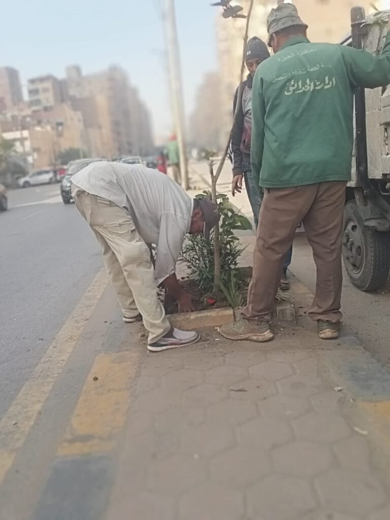 IMG-20261021-WA0038-768x1024 : زراعه أحواض شارع اللبيني حي الهرم<br>: زراعه أحواض شارع ترسا حي الطالبية