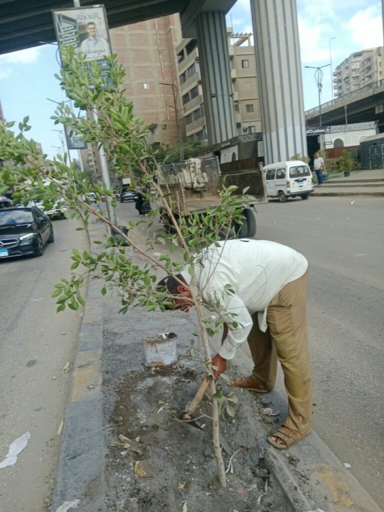 IMG-20261021-WA0039-768x1024 : زراعه أحواض شارع اللبيني حي الهرم<br>: زراعه أحواض شارع ترسا حي الطالبية
