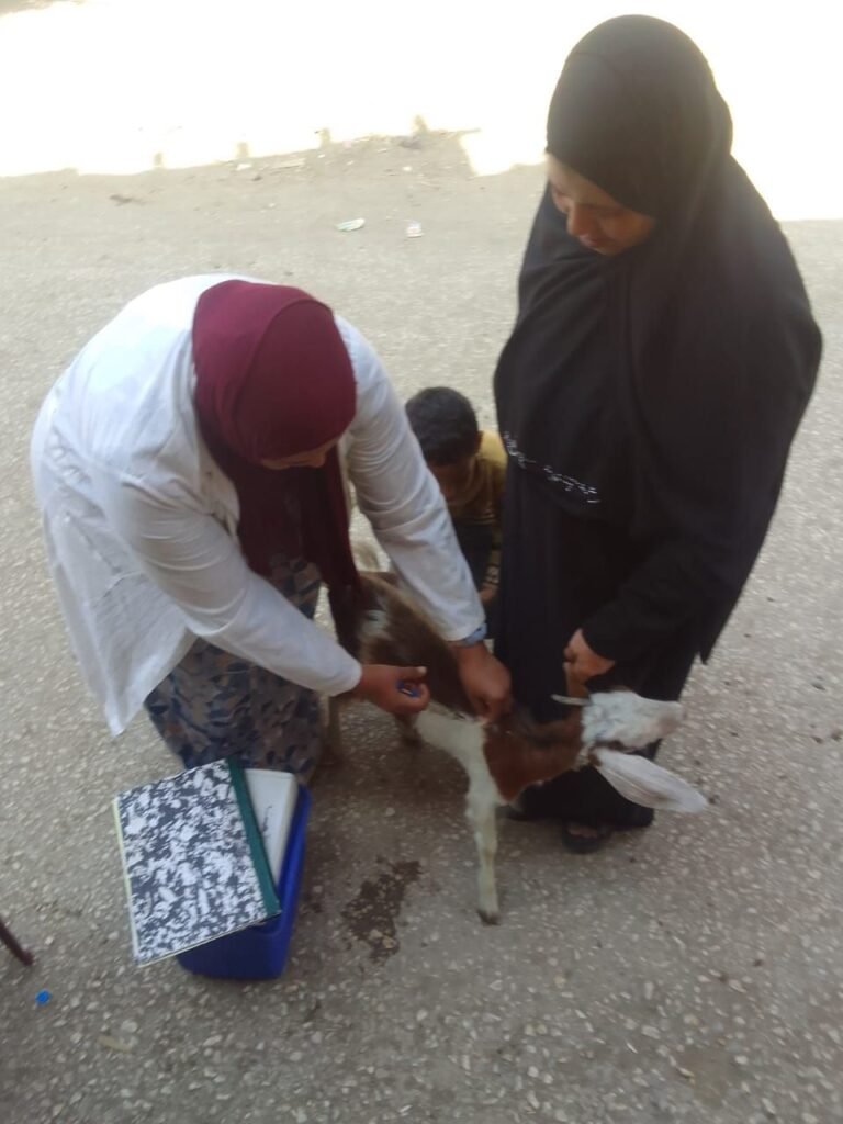 IMG-20261026-WA0044-768x1024 محافظة الجيزة : انطلاق فعاليات الحملة القومية للتحصين ضد الأمراض الوبائية للأبقار والأغنام والماعز بجميع مراكز ومدن وقرى المحافظة