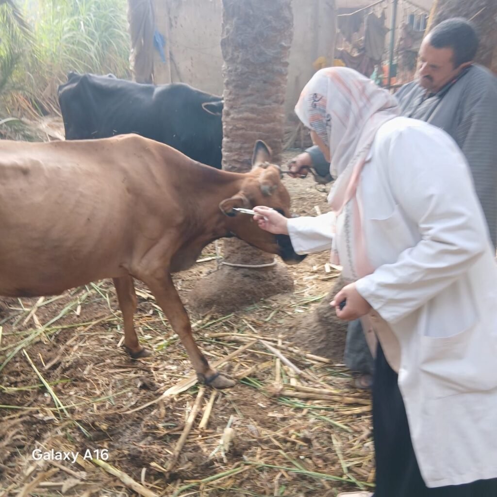 IMG-20261026-WA0048-1024x1024 محافظة الجيزة : انطلاق فعاليات الحملة القومية للتحصين ضد الأمراض الوبائية للأبقار والأغنام والماعز بجميع مراكز ومدن وقرى المحافظة