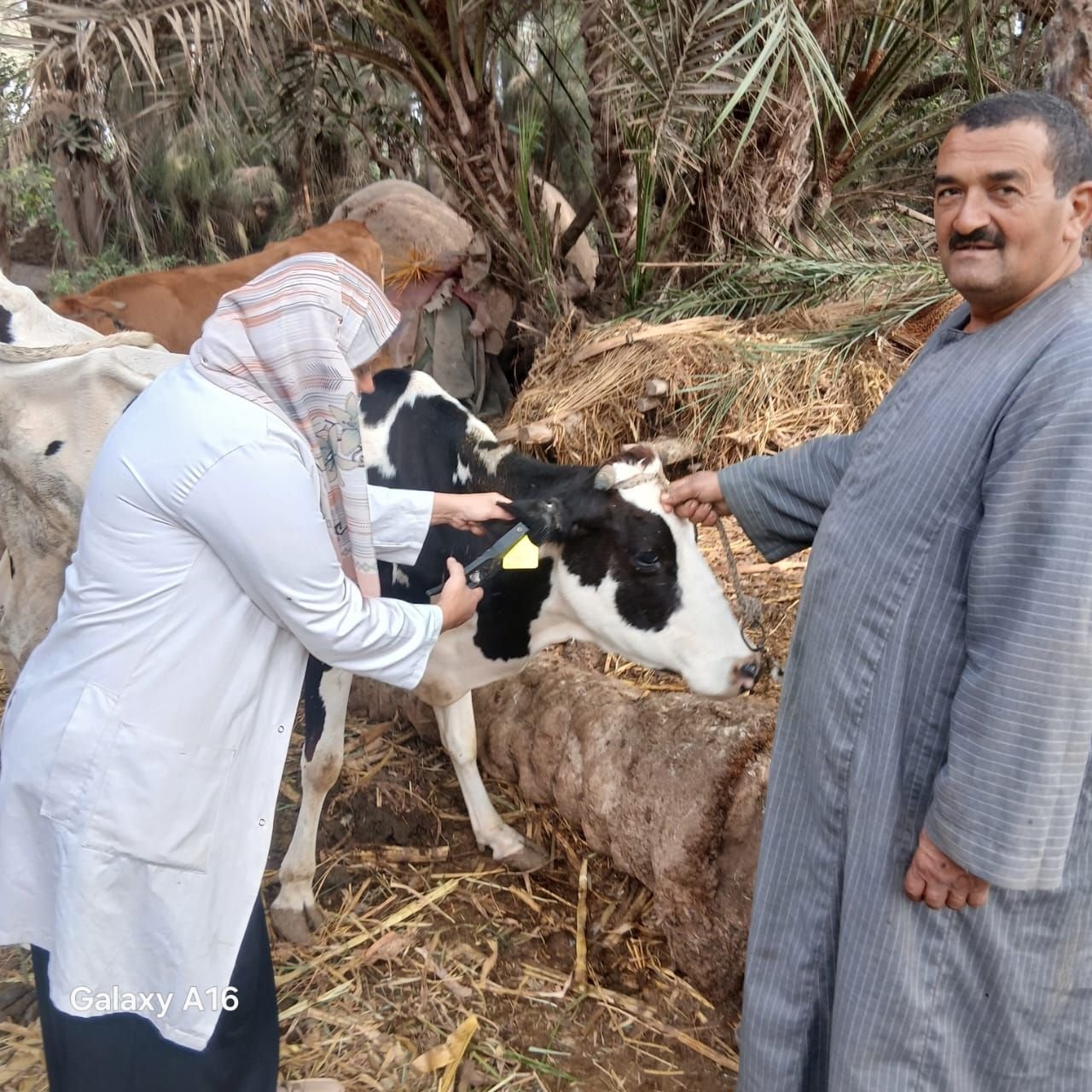 محافظة الجيزة : انطلاق فعاليات الحملة القومية للتحصين ضد الأمراض الوبائية للأبقار والأغنام والماعز بجميع مراكز ومدن وقرى المحافظة