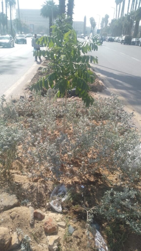 IMG-20261028-WA0036-576x1024 بناء على توجيهات الدكتور أحمد الأنصاري محافظ الجيزة للهيئة العامة للنظافة والتجميل بالجيزة